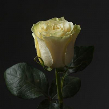 Роза Эквадор (60) Белая